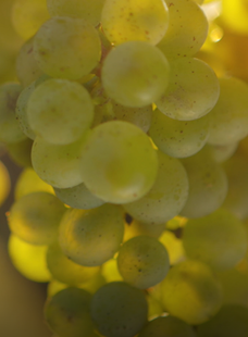 Grape Remy The Diversity of the French Vineyards – St-Rémy – 100% French Brandy